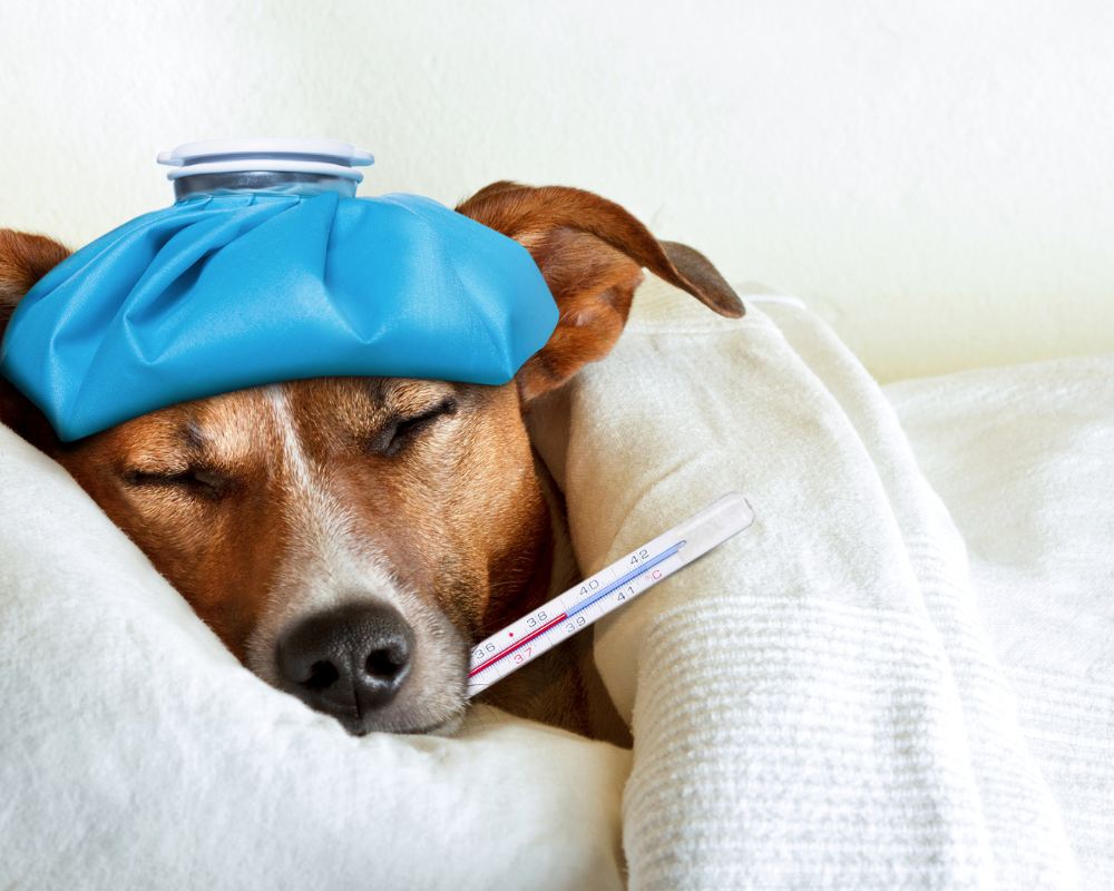 veterinario